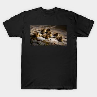 Ducklings At Leazes Park Lake T-Shirt